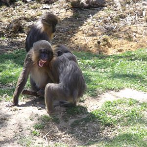 Colchester Zoo 22nd April 2010