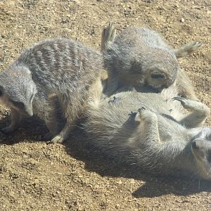 Colchester Zoo 22nd April 2010