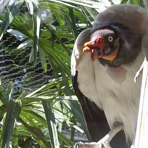 Colchester Zoo 22nd April 2010