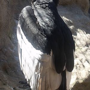 Colchester Zoo 22nd April 2010