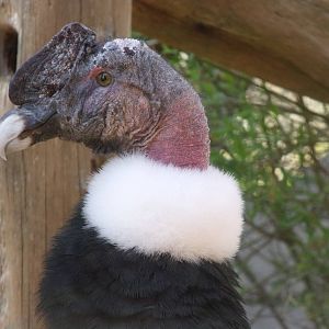 Colchester Zoo 22nd April 2010