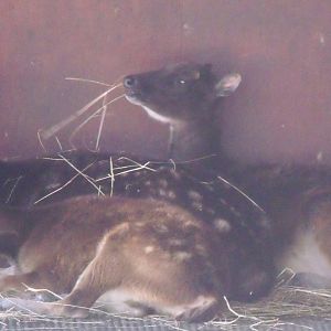 Colchester Zoo 22nd April 2010