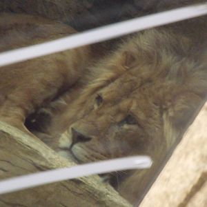 Colchester Zoo 22nd April 2010
