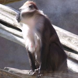 Colchester Zoo 22nd April 2010