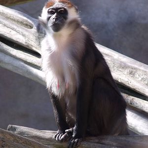 Colchester Zoo 22nd April 2010