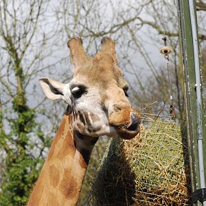 New Male Rothchild's Giraffe