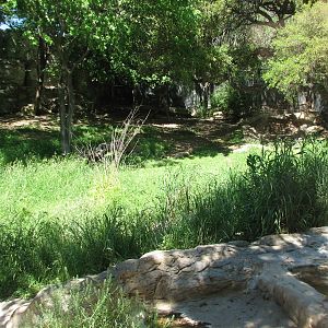 Africas Rift Valley - Cheetah Exhibit