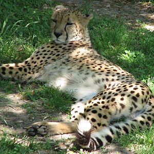 Africas Rift Valley - Cheetah