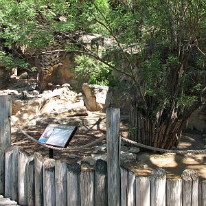 Africas Rift Valley - Crested Porcupine Exhibit