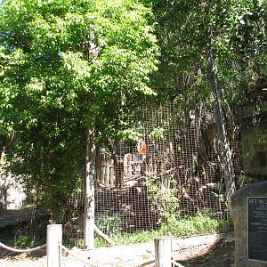 Africas Rift Valley - Black-footed Cat Exhibit