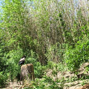 Africas Rift Valley - Bataleur Eagle Exhibit