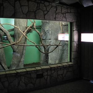 Amazonia - Linnes Two-toed Sloth and Nine-banded Armadillo Exhibit