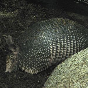 Amazonia - Nine-banded Armadillo