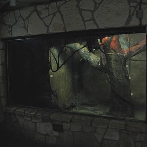 Amazonia - Short-tailed Fruit Bat Exhibit