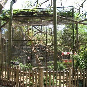Amazonia - White-throated Capuchin Exhibit