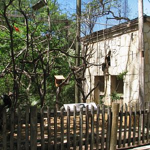 Amazonia - White-faced Saki Exhibit