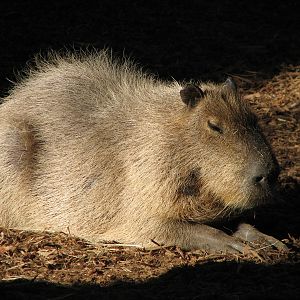 Amazonia - Capybara