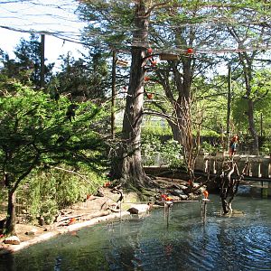 Amazonia - Aviary Interior