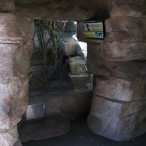 Cat Grotto - Prevosts Squirrel Exhibit