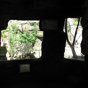 Cat Grotto - Fishing Cat Exhibit Viewing Area