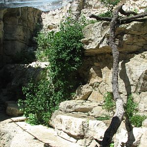 Cat Grotto - Fossa Exhibit