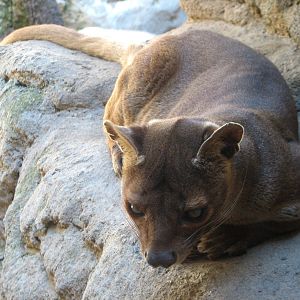 Cat Grotto - Fossa