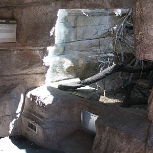Cat Grotto - Black-footed Cat Exhibit