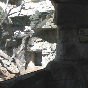 Cat Grotto - Clouded Leopard Exhibit