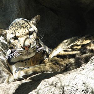 Cat Grotto - Clouded Leopard