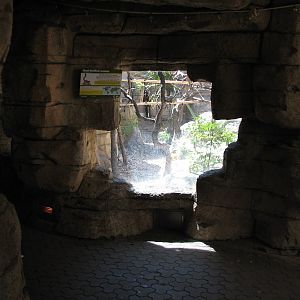 Cat Grotto - Red Ruffed Lemur Exhibit Viewing Area