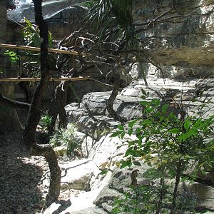 Cat Grotto - Red Ruffed Lemur Exhibit