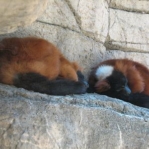 Cat Grotto - Red Ruffed Lemur