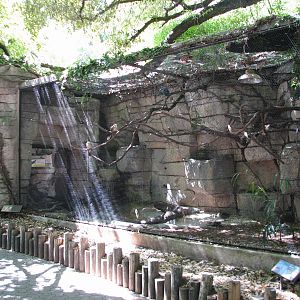 Cat Grotto - Guira Cuckoo, Ringed Teal, and Silver Teal Exhibit