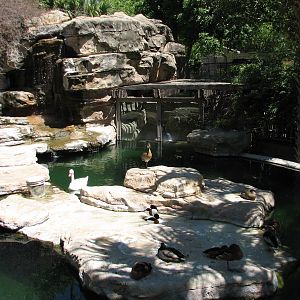 Coscoroba Swan Exhibit