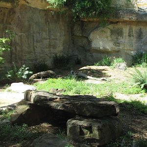 Komodo Dragon Exhibit
