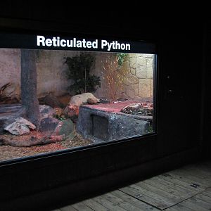 Reticulated Python Exhibit