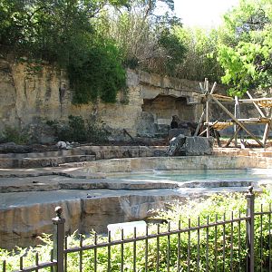American Black Bear Exhibit