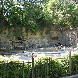 Spectacled Bear Exhibit