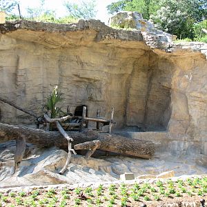 Black-and-white Ruffed Lemur Exhibit