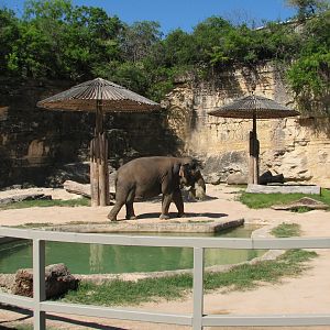 Asian Elephant Exhibit