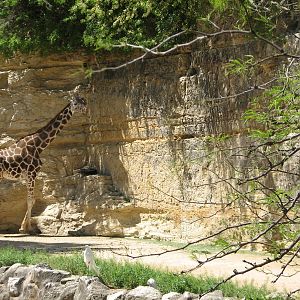 African Savanna Exhibit - Giraffe