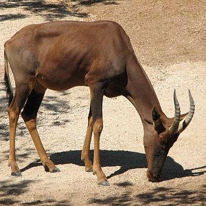 African Savanna Exhibit - Topi