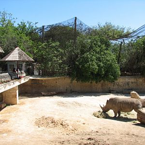 White Rhino Exhibit