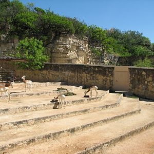 Dama Gazelle Exhibit
