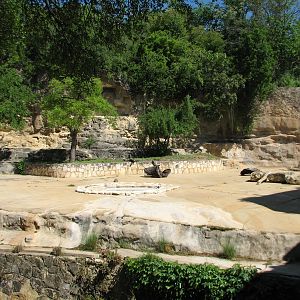 African Lion Exhibit