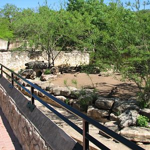 Red River Hog Exhibit