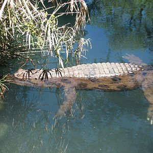 Wetlands - Tomistoma Exhibit
