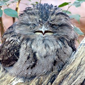 Bird House - Tawny Frogmouth