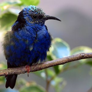 Bird House - Red-legged Honeycreeper