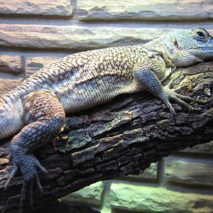 Reptile House - Cuviers Madagascar Swift